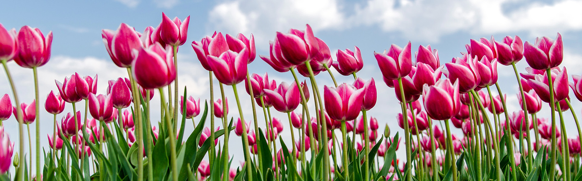 Beautiful pink tulips in a field with blue skies with scattered, fluffy clouds