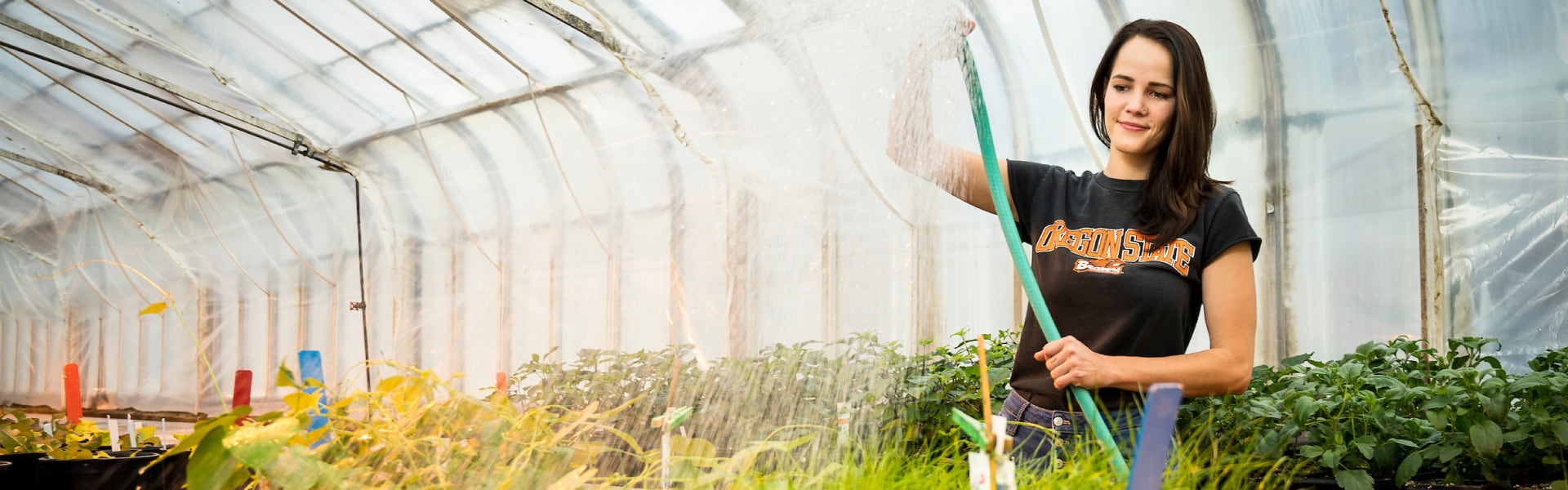 person at work in a greenhouse, wearing OSU shirt and watering grass in containers