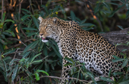 AfricasWildlife_260 x 170