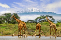 safaritn