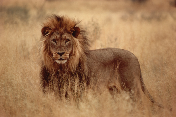 Africa_Lion2