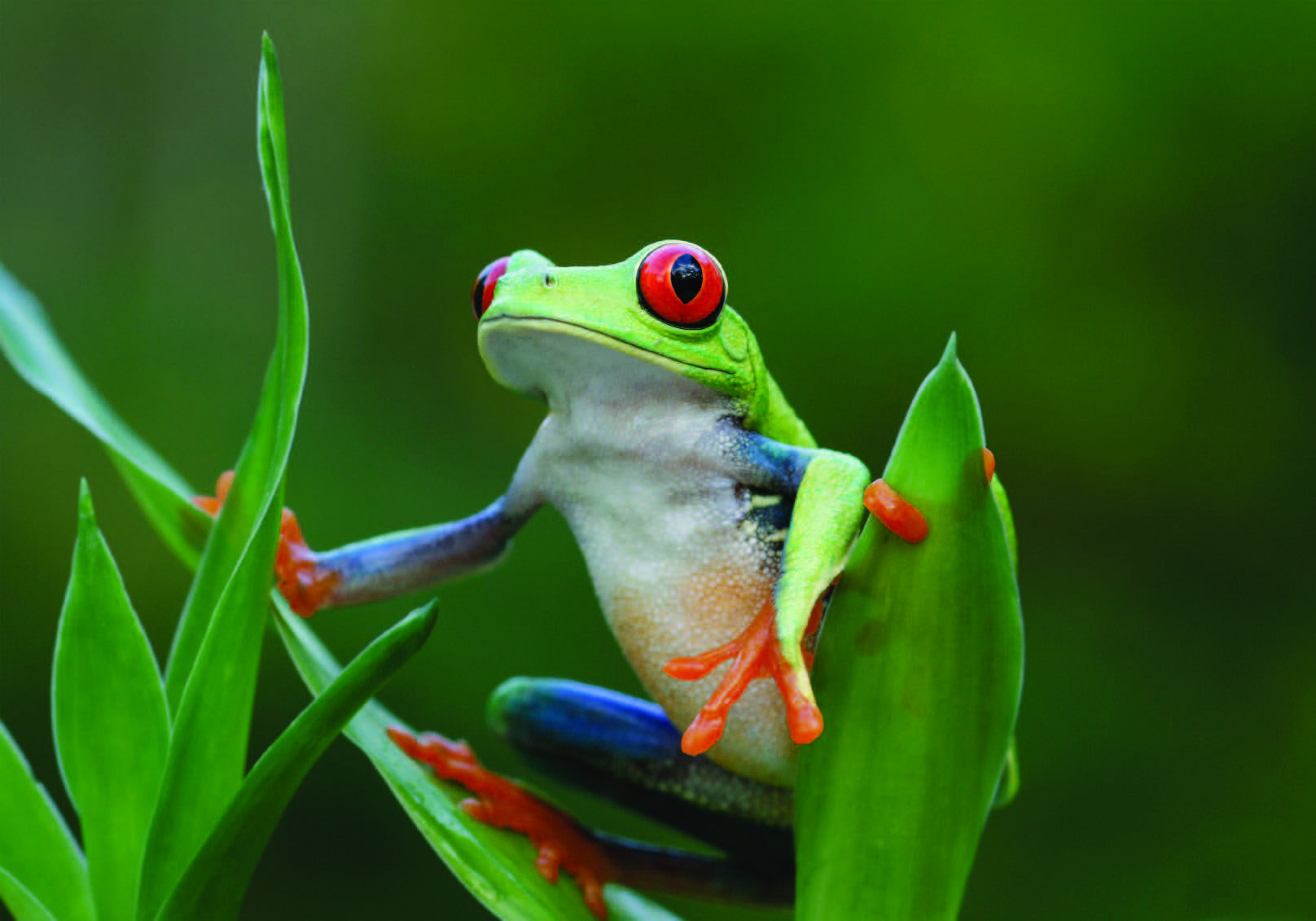 Frog Costa Rica