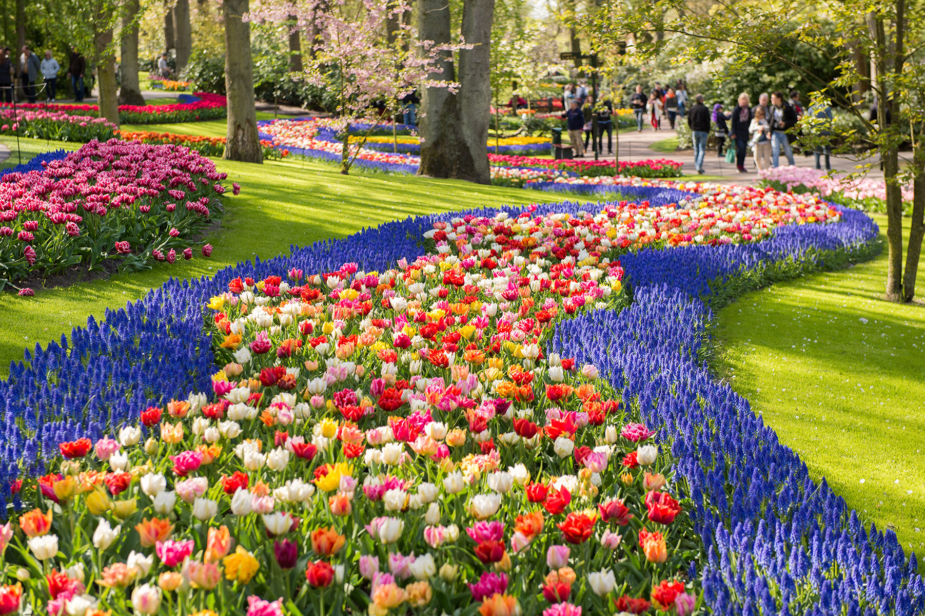 SHS_277574795_Keukenhof