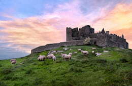 Rock of Cashel on the hill with a sunset and lambs grazing in the grass