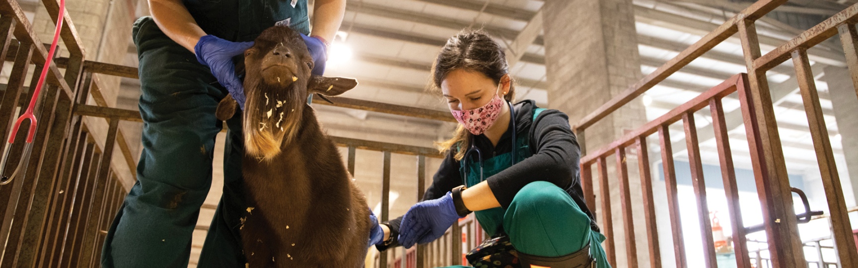 veterinary students providing care for a calf