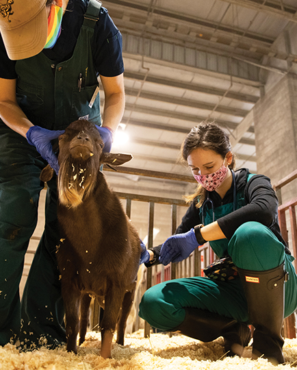 veterinary students providing care for a calf