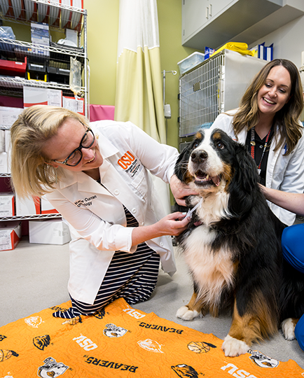 Photo of veterinarians taking care of a dog at the Carlson College of Veterinary Medicine