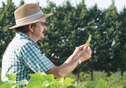 James R. Myers outside inspecting crops wearing a hat