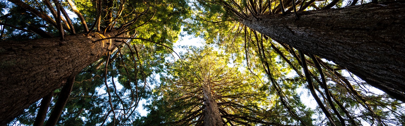 View of a Canopy of Trees with sunlight poking through