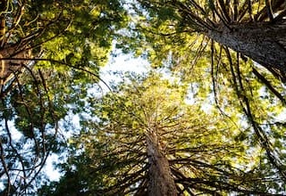 View of a Canopy of Trees with sunlight poking through