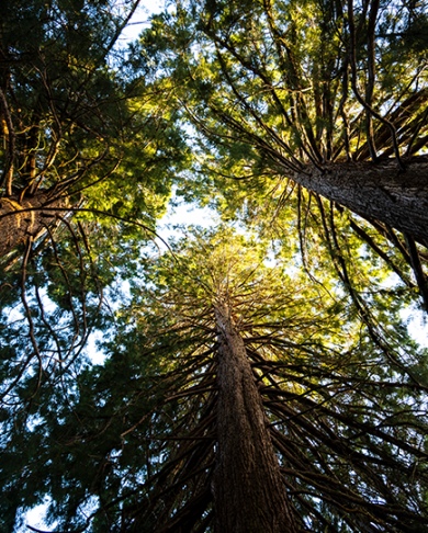 View of a Canopy of Trees with sunlight poking through