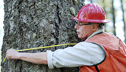 Jim Kiser measuring a tree, with protective gear