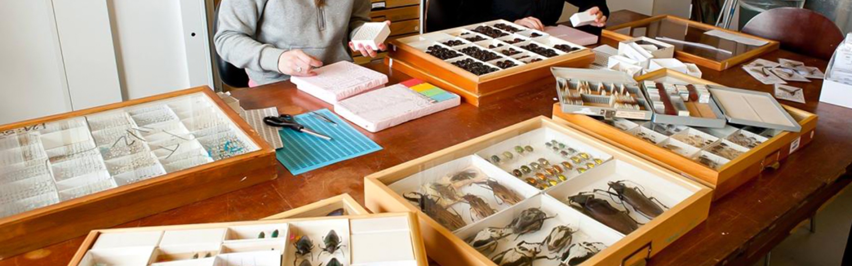 student working with bugs in entomology course