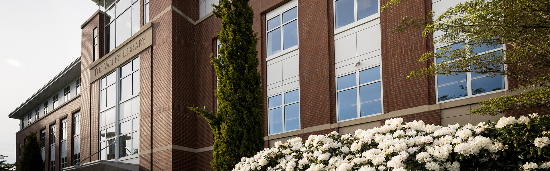 OSU Valley Library Building with bushes of white flowers