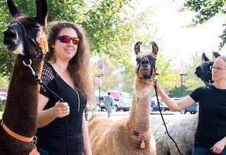 Women taking care of llamas outdoors