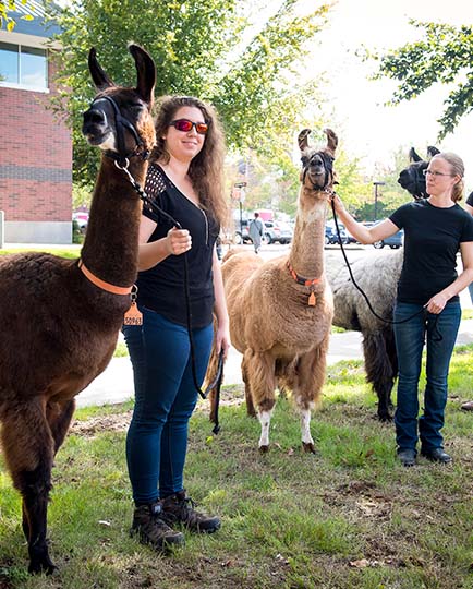 Women taking care of llamas outdoors