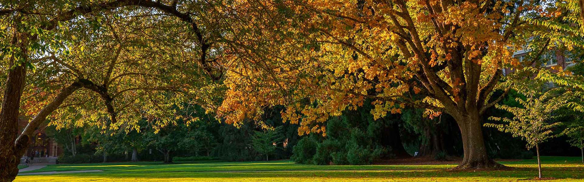 Autumnal view of campus trees. Image