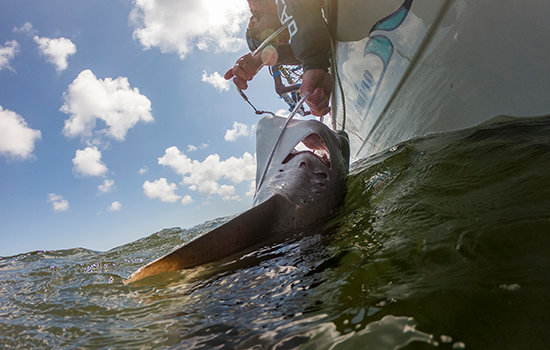 Person on a boat wrangles a hooked shark.