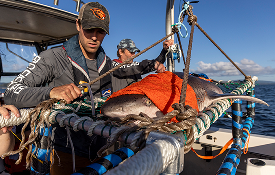 Personius and Chapple prepare to lower a shark back into the water.