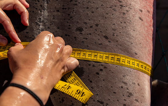 Close up of hands measuring the width of a shark's body.