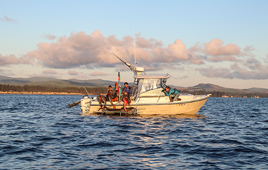 A boat with a crew bringing a shark in a net aboard.