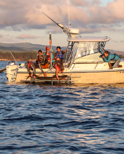 A research vessel in the ocean pulls a shark aboard with the help of 5 people.