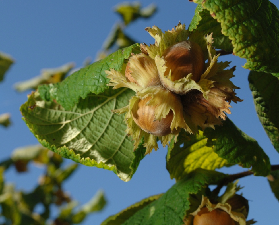 Photo of hazelnuts