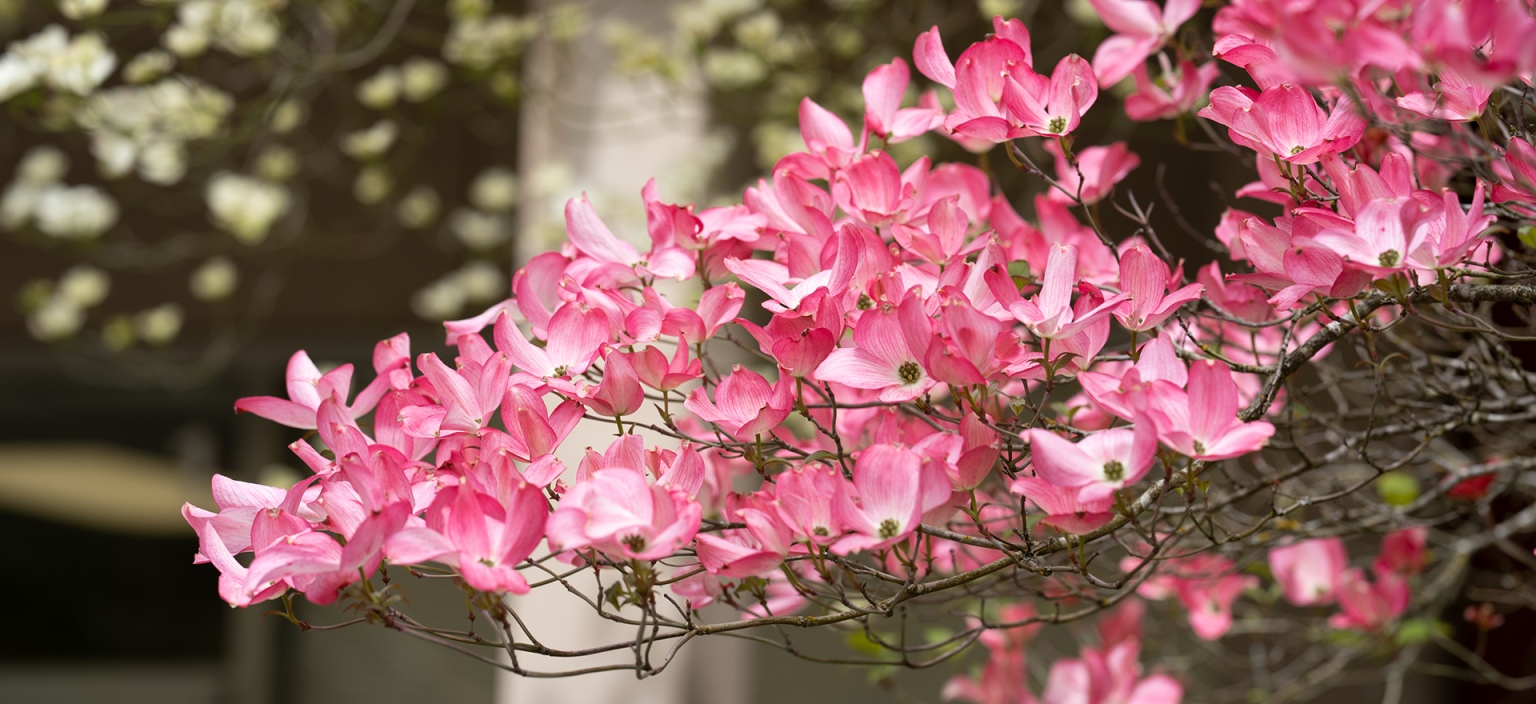 Photo of flowers on OSU campus