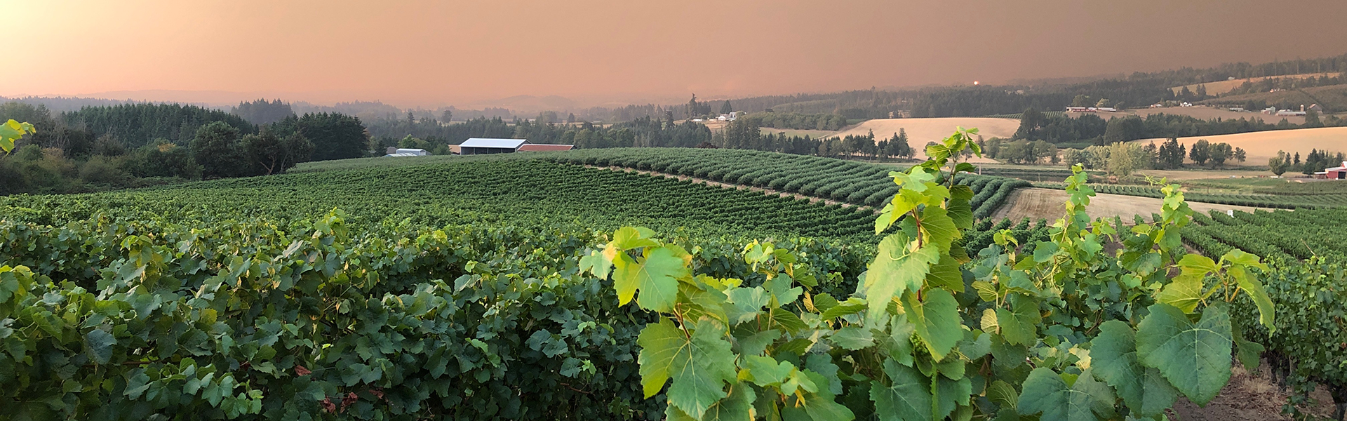 vineyard with smoke-filled air