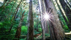 wallpapers-forest-full