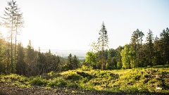 wallpapers-mcdonaldforest-full