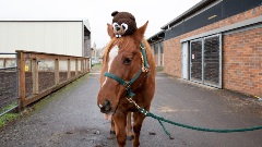 wallpapers-vetmed-horse-full