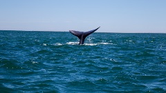 wallpapers-whale-full