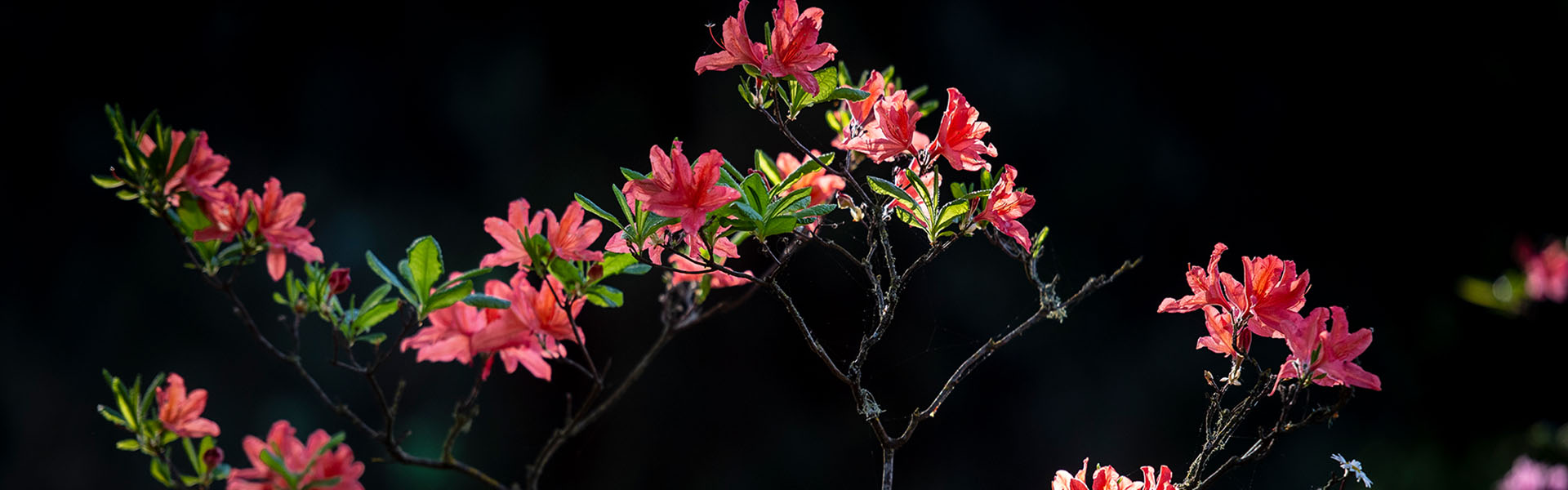 Pink rhododendron flowers against a black background.