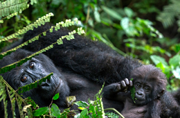 260_170_Travel_Talk_Gorillas