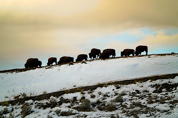 Bison In the Snow
