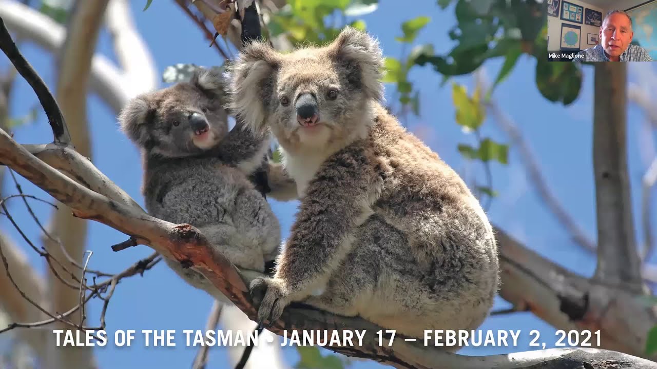"Tales of the Tasman, January 17 - February 2, 2021"  with koala mom and baby on a tree, sceenshot from a zoom meeting