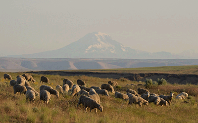 Carver ranch with sheep