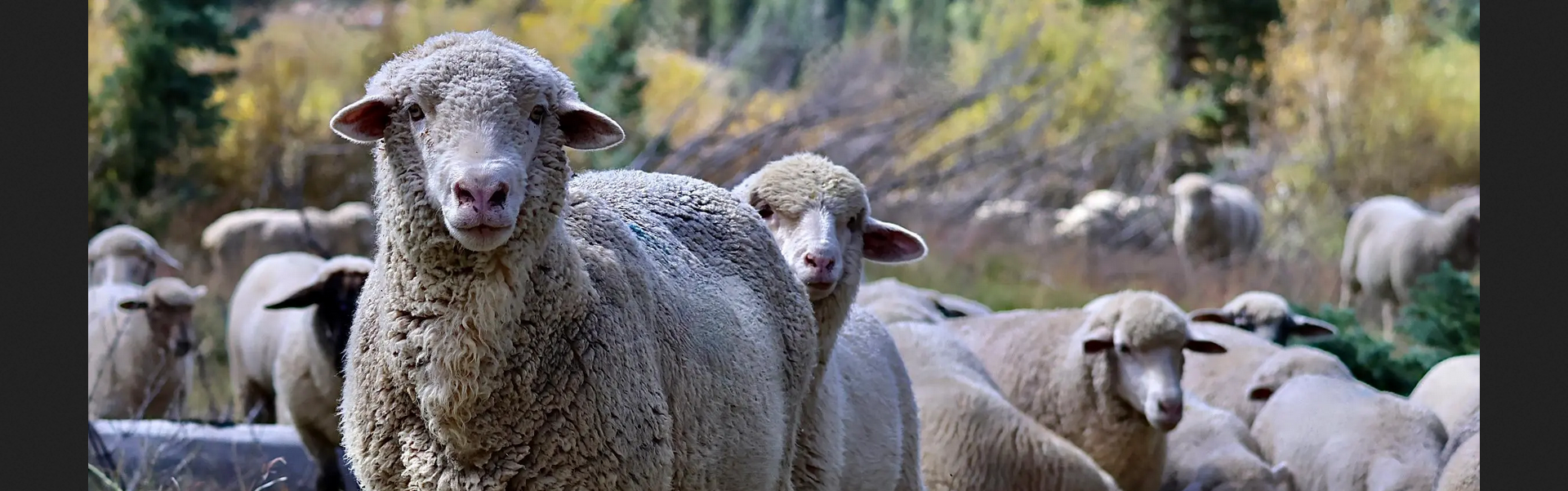 Sheep