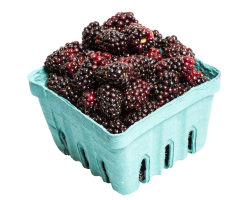 A box of marionberries
