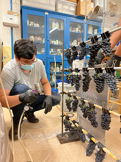 man in lab setting spraying bunches of grapes hanging on wooden racks