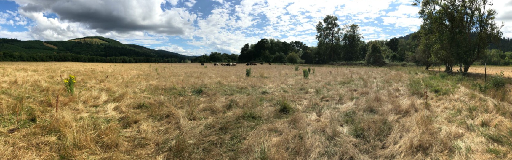 Panoramic view of the Letitia Carson homestead showing a vast field lined with trees and peaks in the distance on a cloudy day.